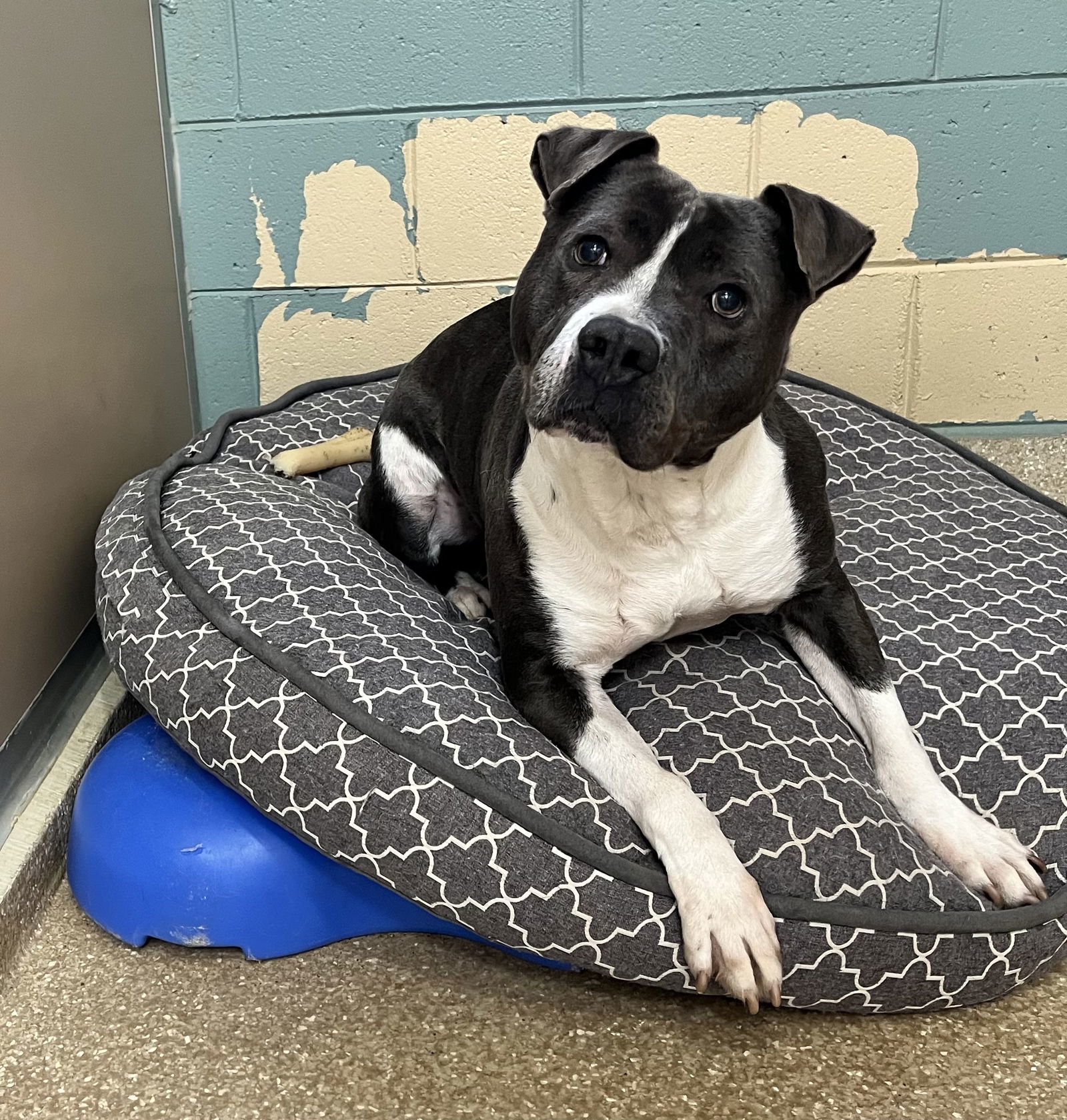 Waylon, an adoptable American Staffordshire Terrier, Pit Bull Terrier in Lexington, SC, 29071 | Photo Image 1