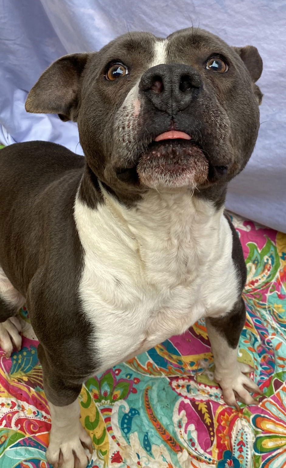 Waylon, an adoptable American Staffordshire Terrier in Lexington, SC, 29071 | Photo Image 1