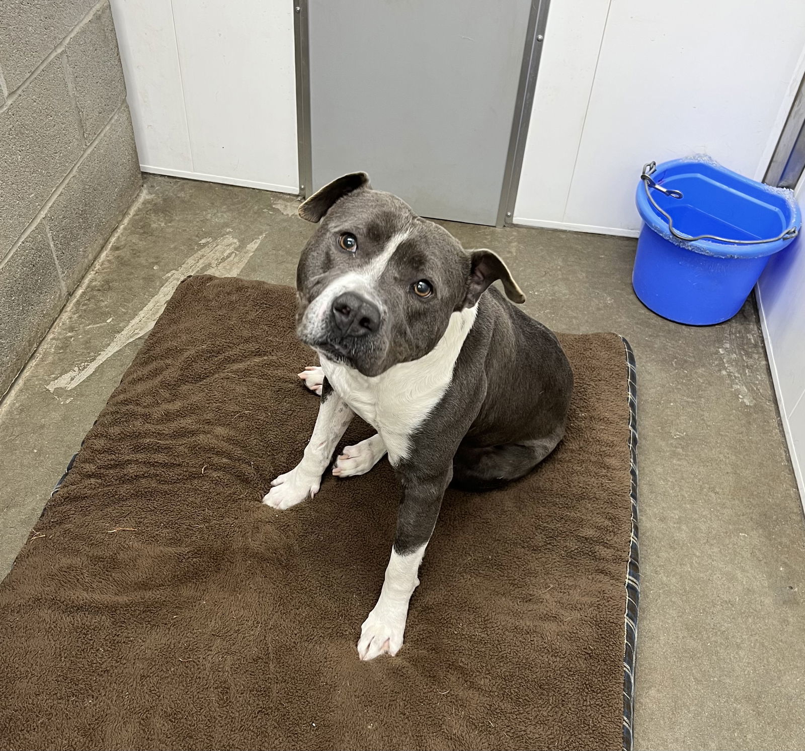 Waylon, an adoptable American Staffordshire Terrier, Pit Bull Terrier in Lexington, SC, 29071 | Photo Image 2