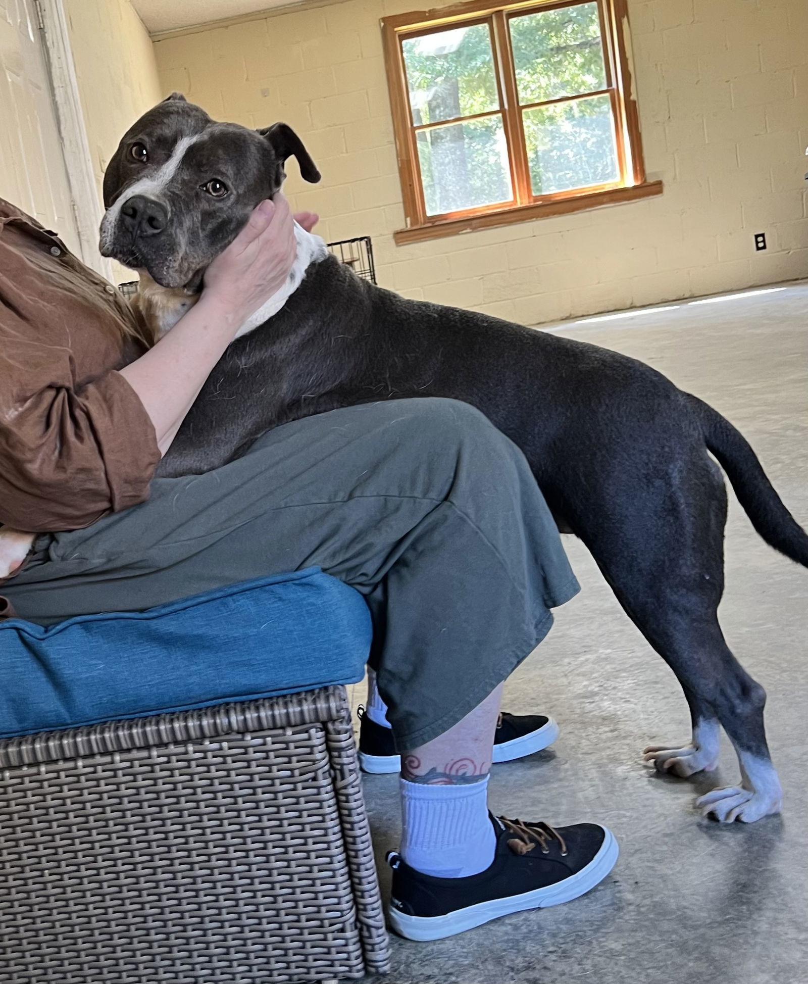 Waylon, an adoptable American Staffordshire Terrier, Pit Bull Terrier in Lexington, SC, 29071 | Photo Image 3