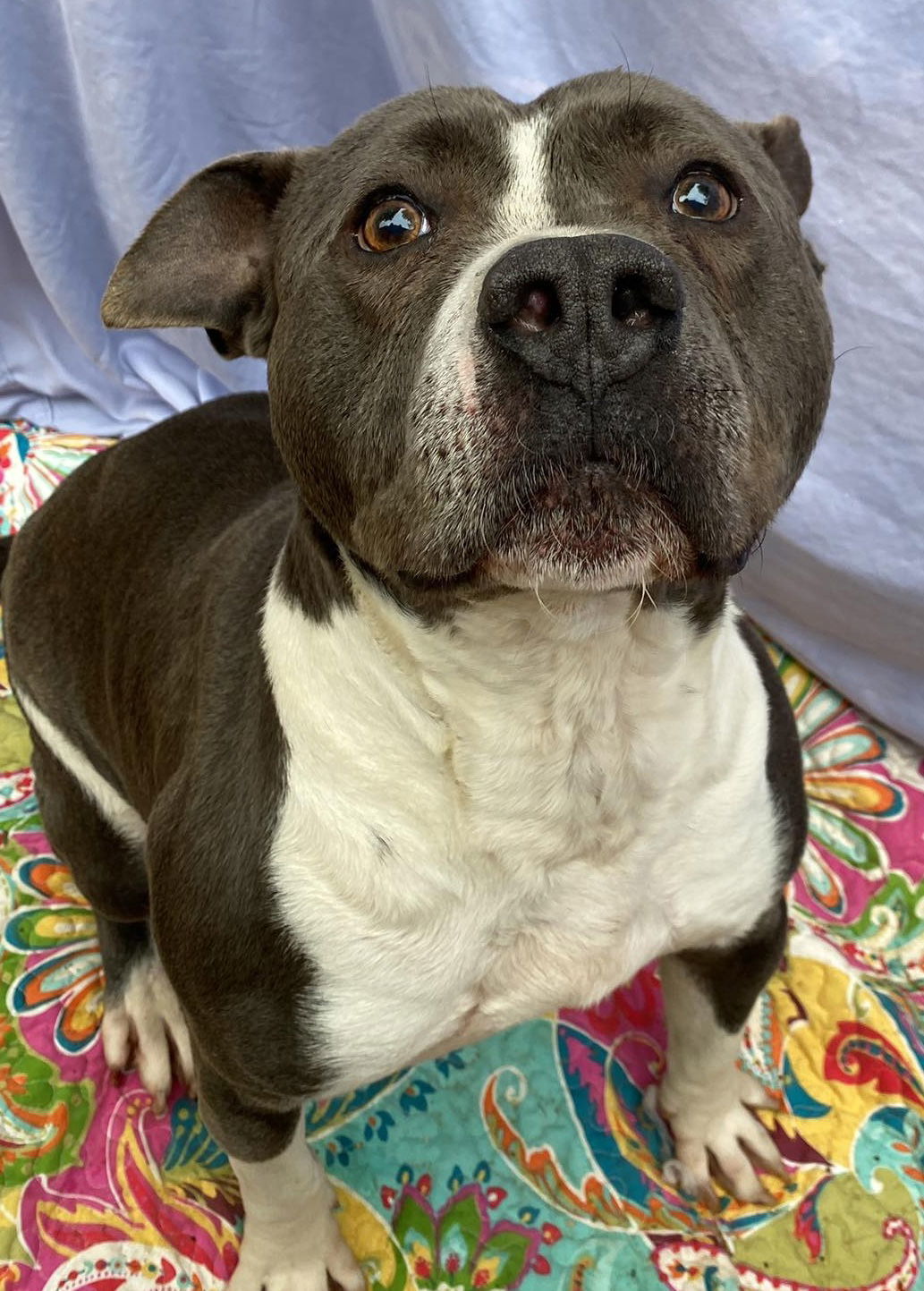 Waylon, an adoptable American Staffordshire Terrier in Lexington, SC, 29071 | Photo Image 3