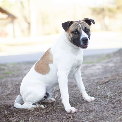 Wesley, an adoptable Terrier Mix in Tyler, TX_image-1