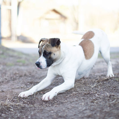 Wesley, an adoptable Terrier Mix in Tyler, TX_image-3