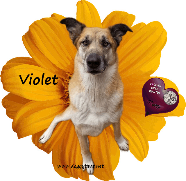 Violet, an adoptable German Shepherd Dog, Husky in Warkworth, ON, K0K 3K0 | Photo Image 5