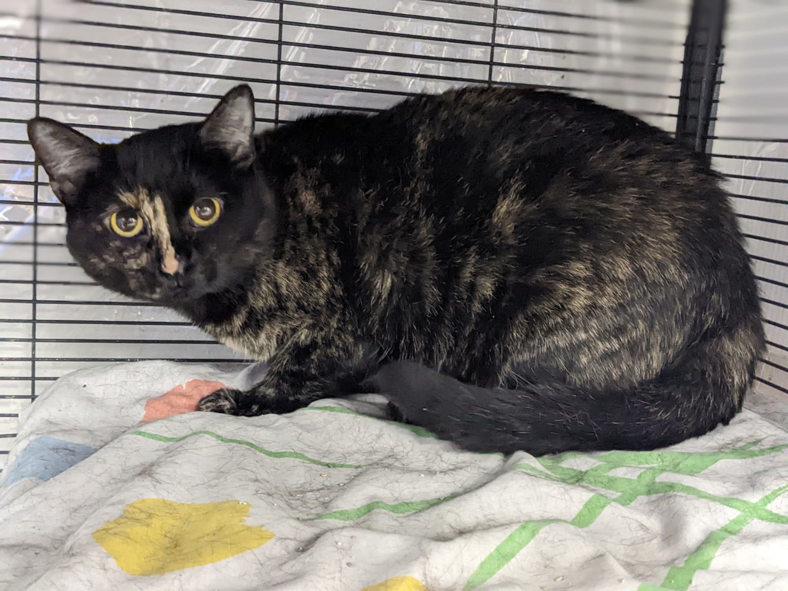 Icylyn, an adoptable Domestic Short Hair in St. Ann, MO, 63074 | Photo Image 1