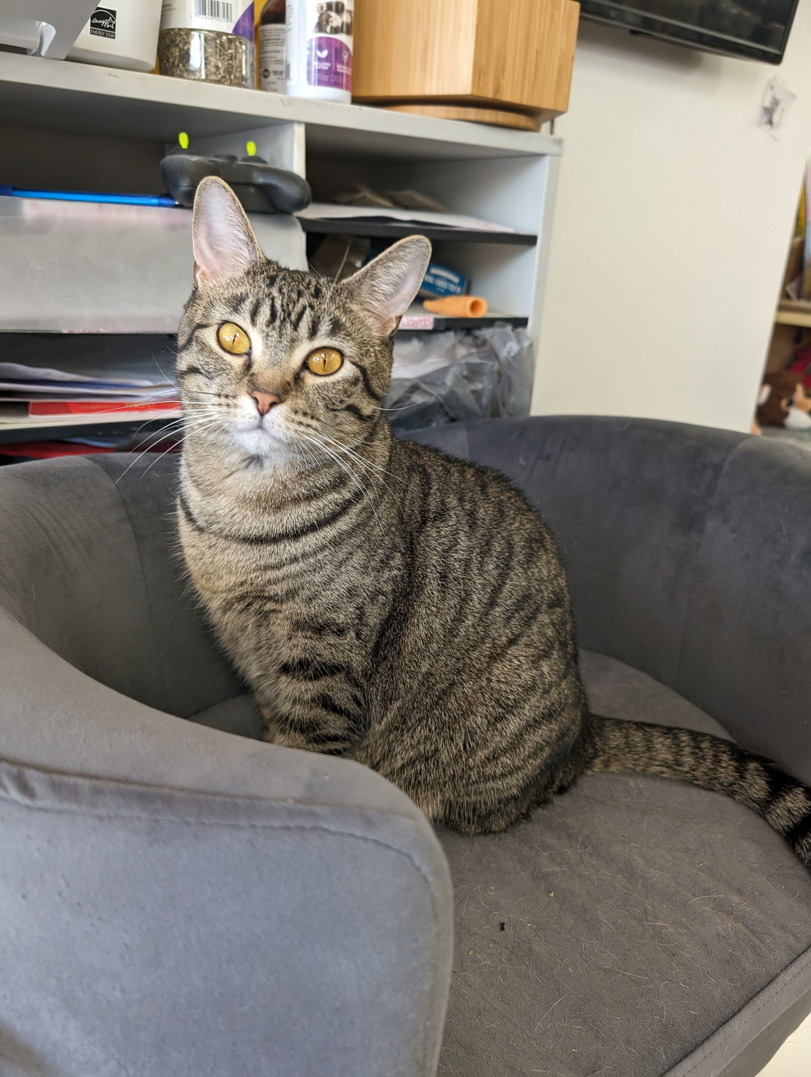 Amber, an adoptable Domestic Short Hair in St. Ann, MO, 63074 | Photo Image 1