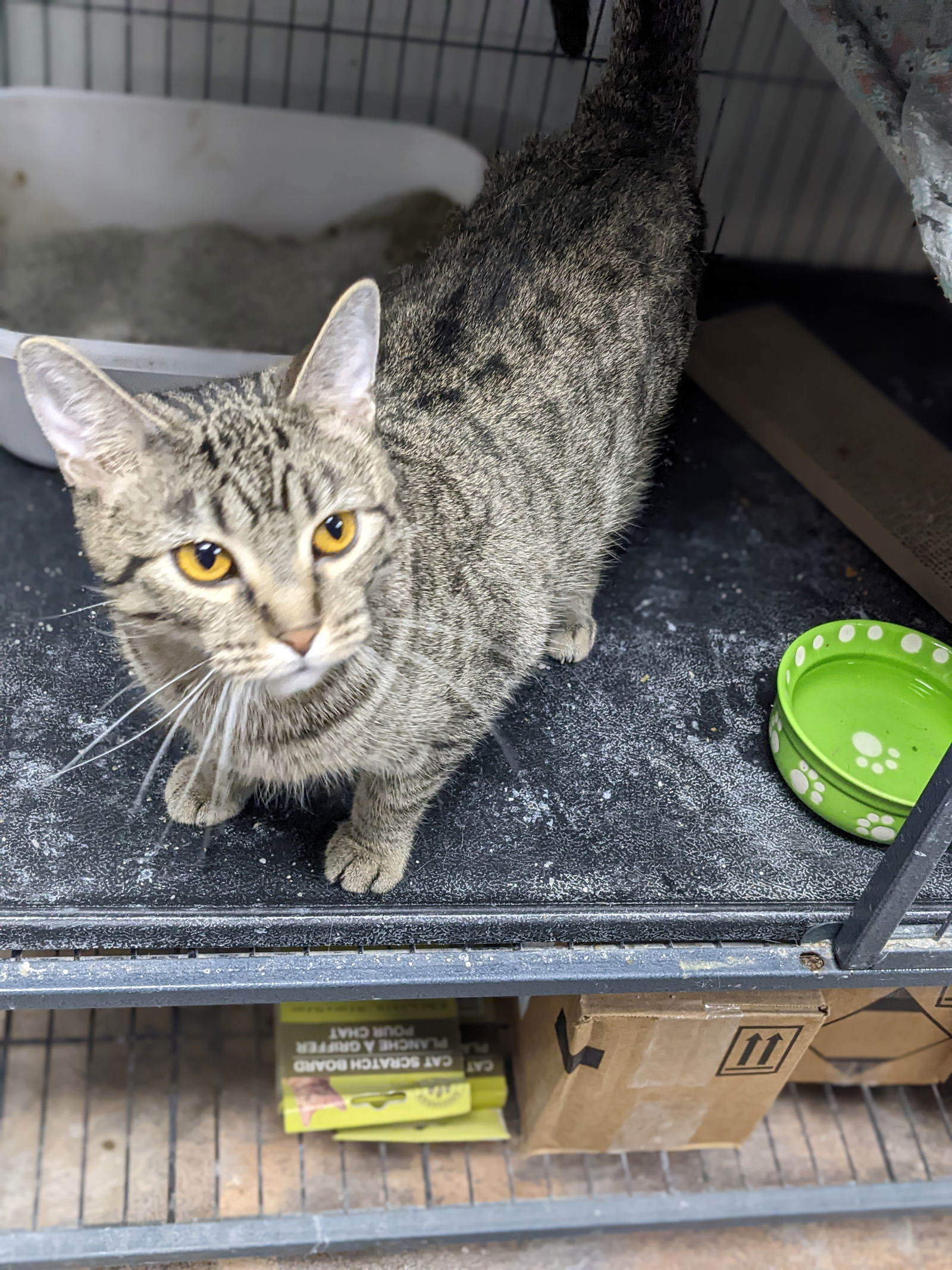 Amber, an adoptable Domestic Short Hair in St. Ann, MO, 63074 | Photo Image 2