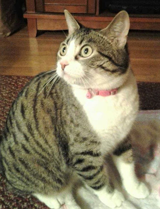 Abby, an adoptable Tabby, Domestic Short Hair in St. Ann, MO, 63074 | Photo Image 1