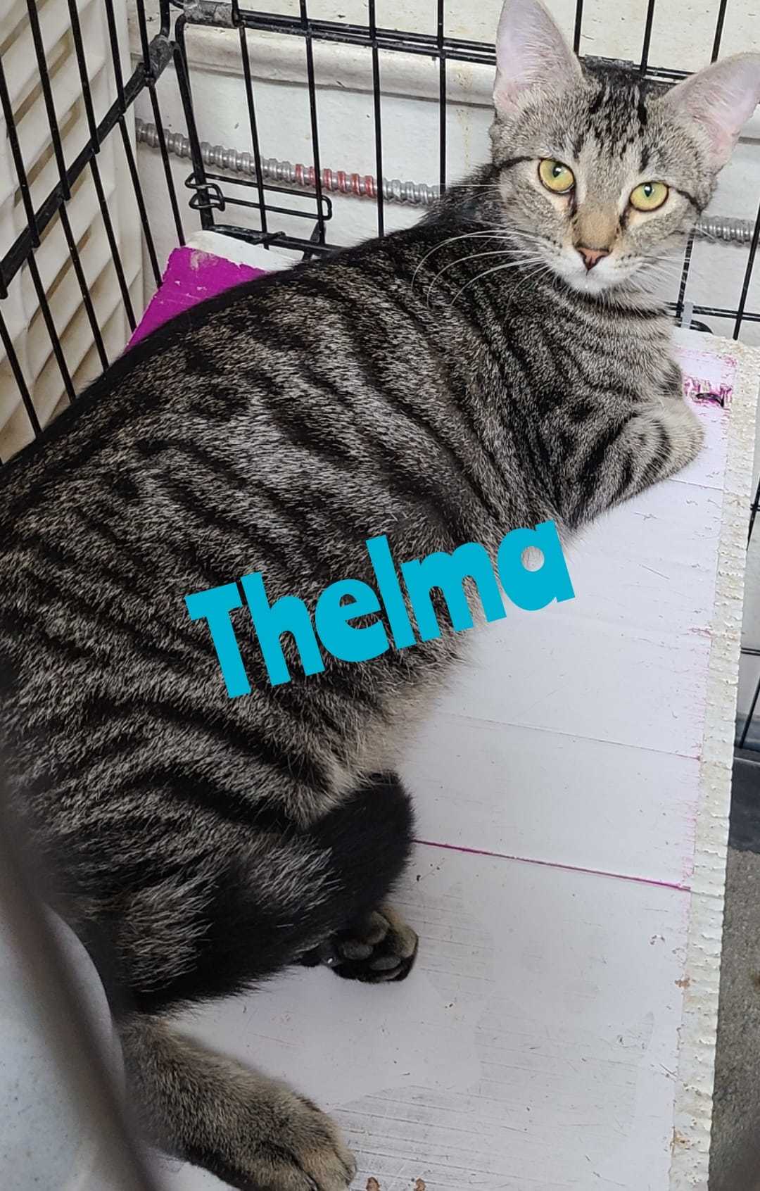 Thelma, an adoptable Domestic Short Hair in St. Ann, MO, 63074 | Photo Image 1
