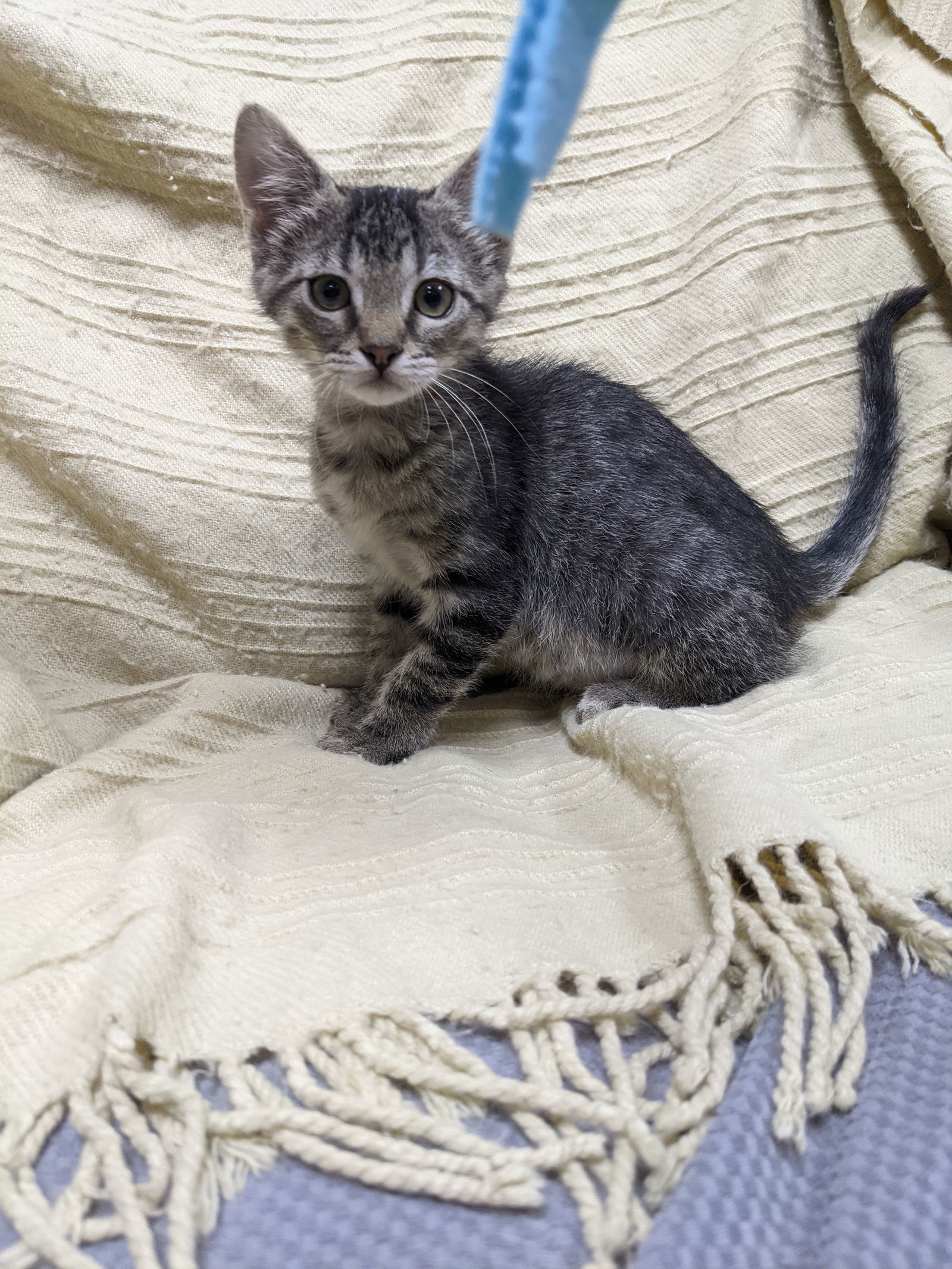 Thelma, an adoptable Domestic Short Hair in St. Ann, MO, 63074 | Photo Image 2