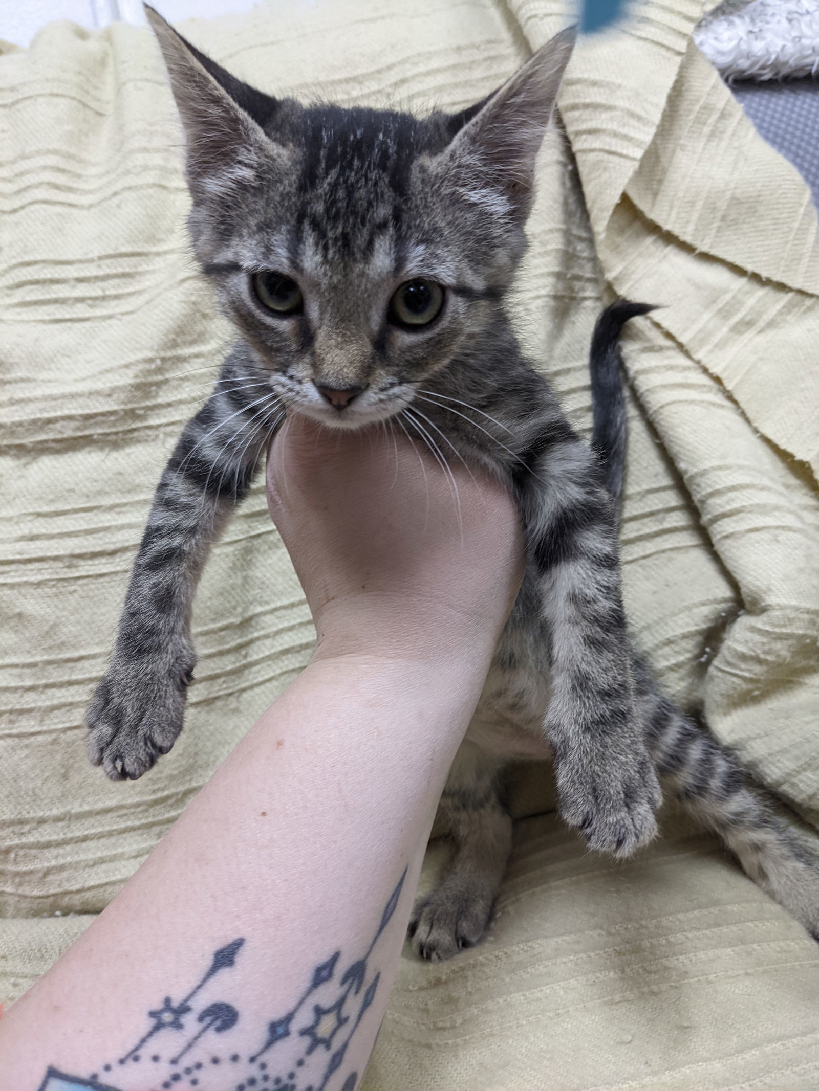 Thelma, an adoptable Domestic Short Hair in St. Ann, MO, 63074 | Photo Image 3