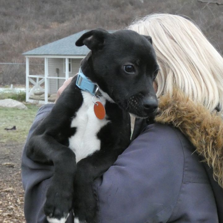 Prancer, an adoptable Labrador Retriever Mix in Bloomingdale, NJ_image-1
