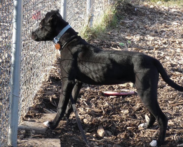 Prancer, an adoptable Labrador Retriever Mix in Bloomingdale, NJ_image-4