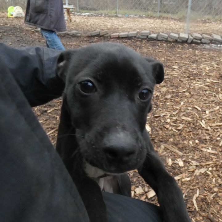 Prancer, an adoptable Labrador Retriever Mix in Bloomingdale, NJ_image-6
