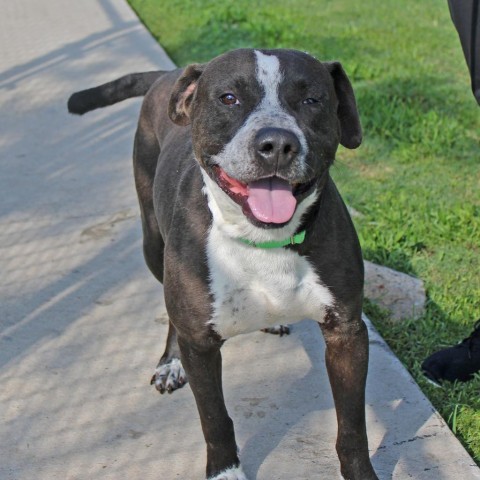 Quinn, an adoptable Mixed Breed in League City, TX, 77573 | Photo Image 1