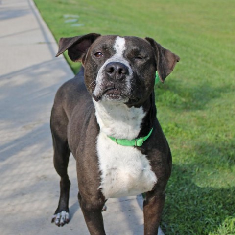 Quinn, an adoptable Mixed Breed in League City, TX, 77573 | Photo Image 3