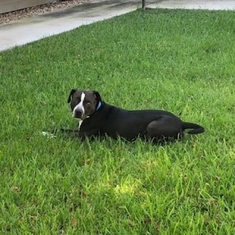 Quinn, an adoptable Mixed Breed in League City, TX, 77573 | Photo Image 5