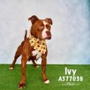 IVY's profile on Petfinder.com