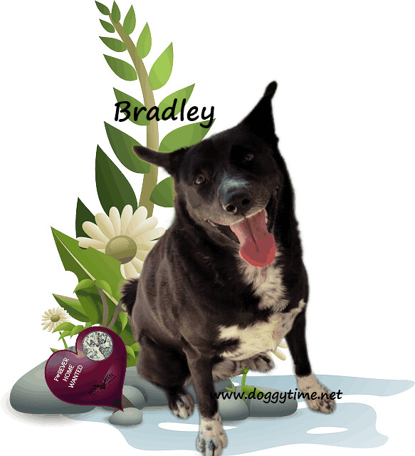 Bradley, an adoptable Black Labrador Retriever, Husky in Warkworth, ON, K0K 3K0 | Photo Image 1