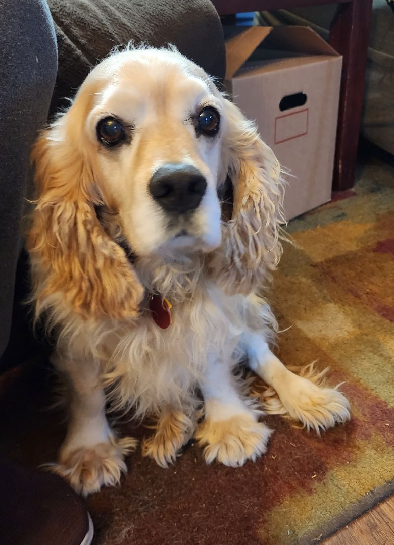 Dog for adoption - Hayward-ADOPTION PENDING, a Cocker Spaniel in ...