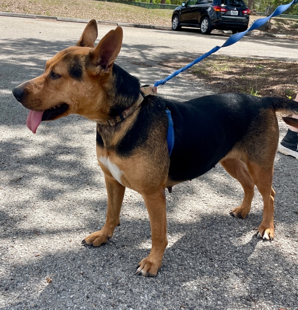 Nala - Adoption Fee FULLY SPONSORED, an adoptable German Shepherd Dog, Mixed Breed in Fort Myers, FL, 33912 | Photo Image 2