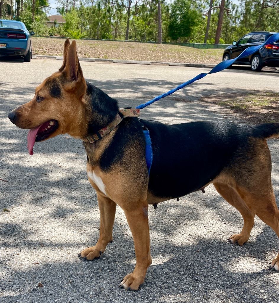 Nala - Adoption Fee FULLY SPONSORED, an adoptable German Shepherd Dog, Mixed Breed in Fort Myers, FL, 33912 | Photo Image 3