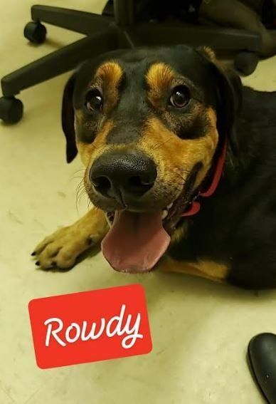 ROWDY, an adoptable Treeing Walker Coonhound in Sheboygan, WI, 53081 | Photo Image 1