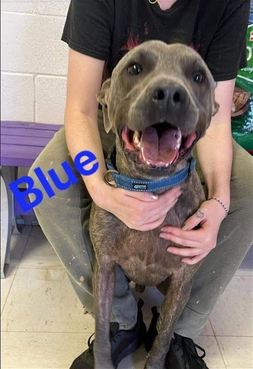 BLUE, an adoptable Terrier in Sheboygan, WI, 53081 | Photo Image 2