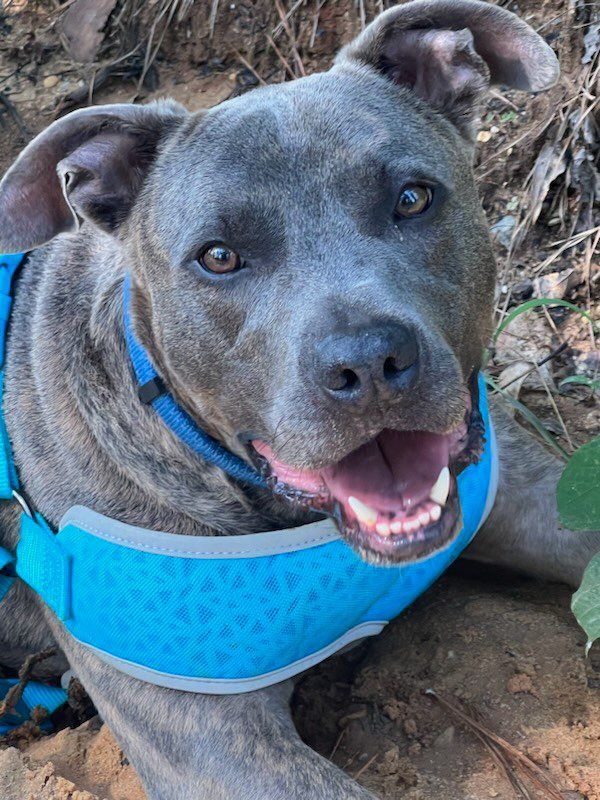 BLUE, an adoptable Terrier in Sheboygan, WI, 53081 | Photo Image 1