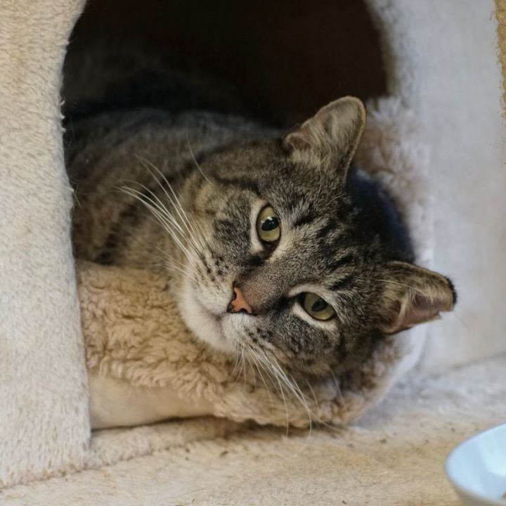 Toby, an adoptable Domestic Short Hair in Naperville, IL_image-4