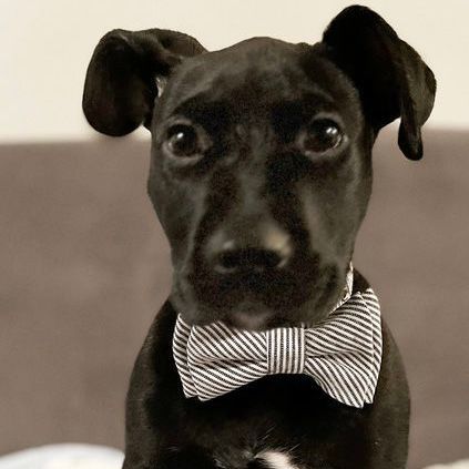 Loki, an adopted Black Labrador Retriever & Pit Bull Terrier Mix in Oklahoma City, OK_image-2