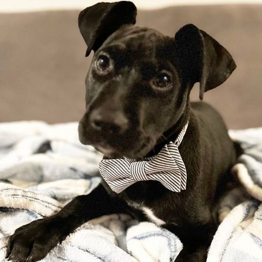 Loki, an adopted Black Labrador Retriever & Pit Bull Terrier Mix in Oklahoma City, OK_image-1