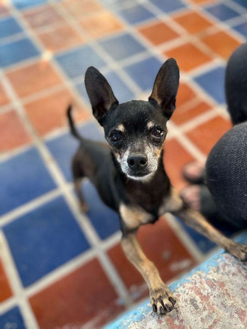 Walter, an adoptable Chihuahua, Miniature Pinscher in Sherwood, OR, 97140 | Photo Image 2