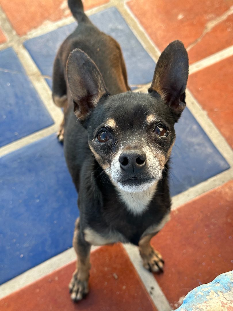 Walter, an adoptable Chihuahua, Miniature Pinscher in Sherwood, OR, 97140 | Photo Image 1
