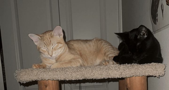 Pumpkin and Pocus, an adoptable Domestic Short Hair in Bellingham, WA_image-1