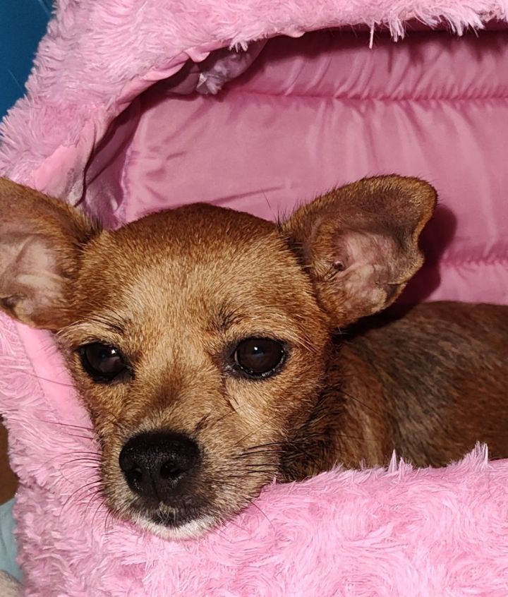 ChiChi , an adopted Chihuahua in Spring, TX_image-3