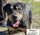 MAGOO's profile on Petfinder.com