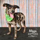 MIGGS's profile on Petfinder.com