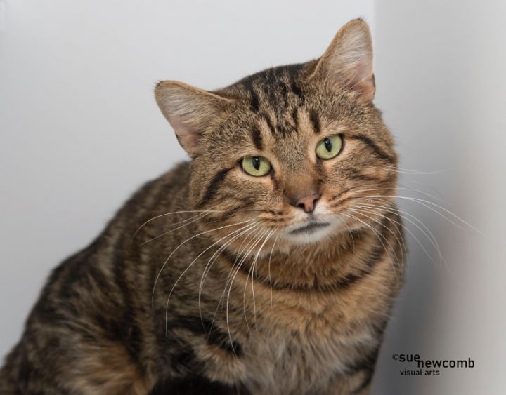 Spyro, an adoptable Domestic Short Hair in Shorewood, IL_image-1