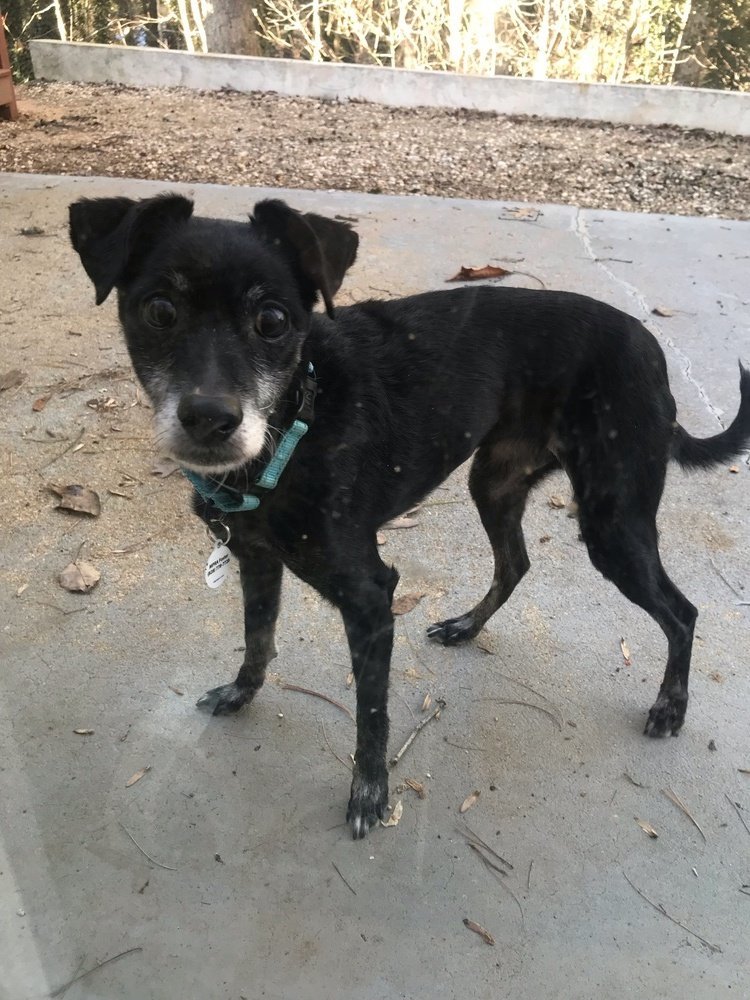 Ella, an adoptable Terrier in Candler, NC, 28715 | Photo Image 3