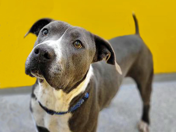 RHINO*, an adoptable Pit Bull Terrier in Tucson, AZ, 85745 | Photo Image 1