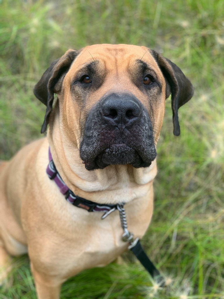 how big should a 6 month old english mastiff be