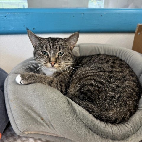 Yuko, an adoptable Domestic Short Hair in Albert Lea, MN, 56007 | Photo Image 1