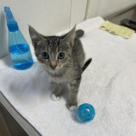 Yuko, an adoptable Domestic Short Hair in Albert Lea, MN, 56007 | Photo Image 2