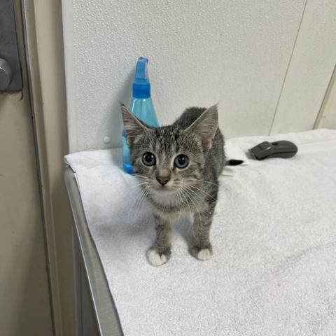 Yuko, an adoptable Domestic Short Hair in Albert Lea, MN, 56007 | Photo Image 2