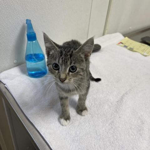 Yuko, an adoptable Domestic Short Hair in Albert Lea, MN, 56007 | Photo Image 2