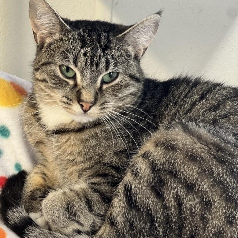 Yuko, an adoptable Domestic Short Hair in Albert Lea, MN, 56007 | Photo Image 2