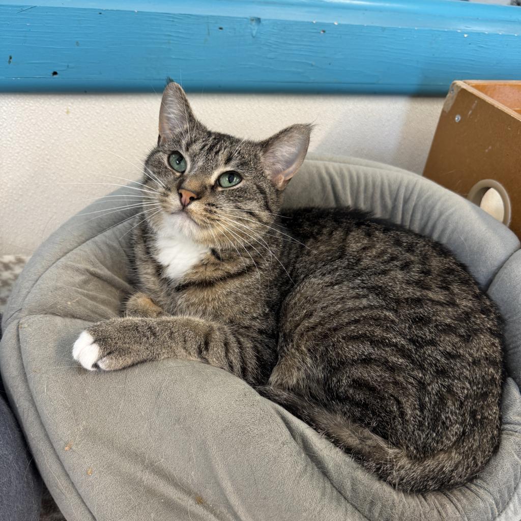 Yuko, an adoptable Domestic Short Hair in Albert Lea, MN, 56007 | Photo Image 2