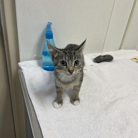 Yuko, an adoptable Domestic Short Hair in Albert Lea, MN, 56007 | Photo Image 3