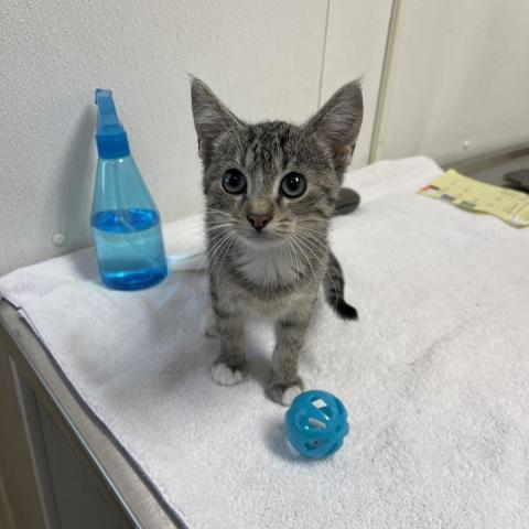 Yuko, an adoptable Domestic Short Hair in Albert Lea, MN, 56007 | Photo Image 3